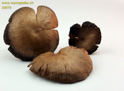 Entoloma sericeum - 