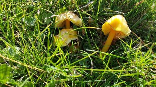 Hygrocybe chlorophana - 