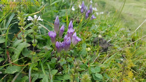 Gentiana campestris - 