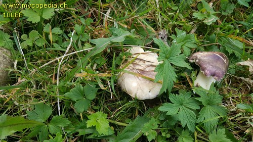 Russula cavipes - 