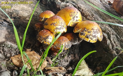 Pholiota adiposa - 