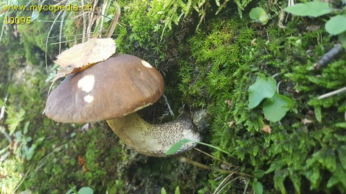 Leccinum scabrum - 