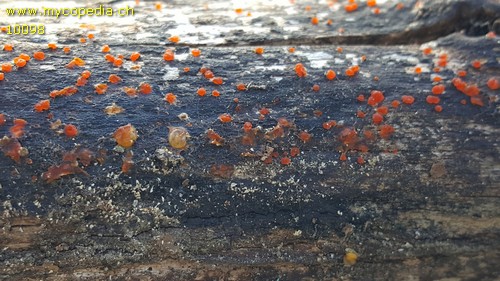 Dacrymyces stillatus - 