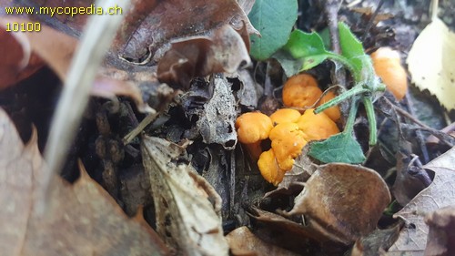 Hygrophorus nemoreus - 