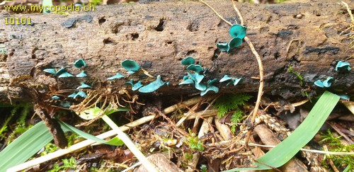 Chlorociboria aeruginascens - 