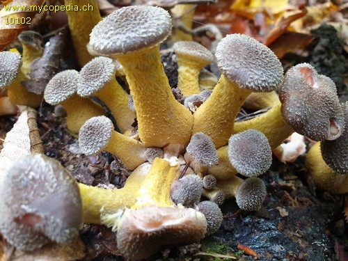 Armillaria cepistipes - 