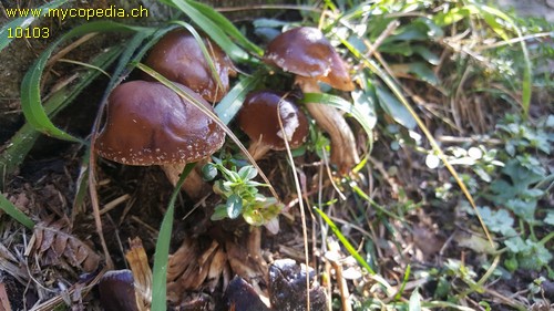 Cyclocybe erebia - 