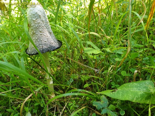 Coprinus comatus - 