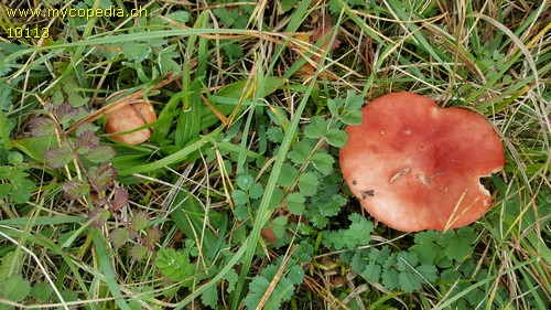 Russula sanguinea - 