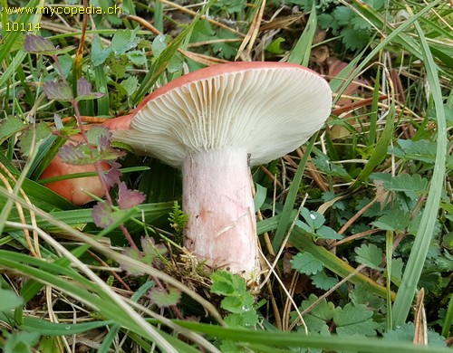 Russula sanguinea - 