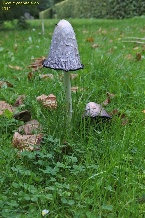 Coprinus comatus - 