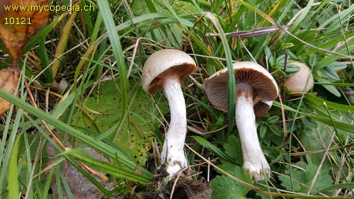 Cortinarius diabolicus - 