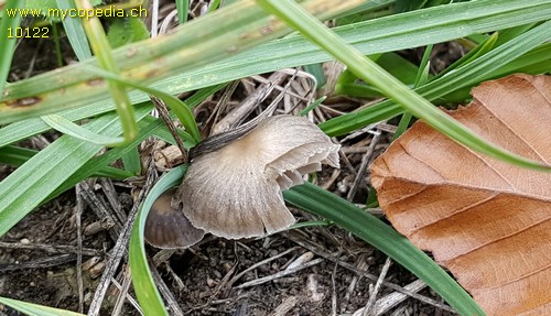 Mycena pseudopicta - 