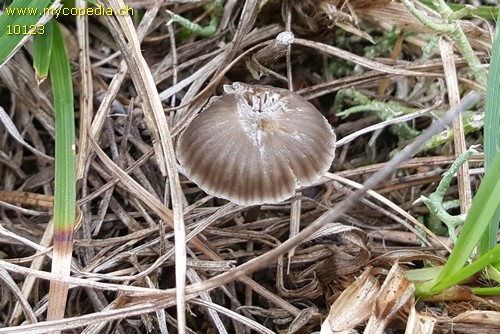 Mycena pseudopicta - 