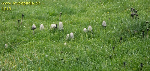 Coprinus comatus - 