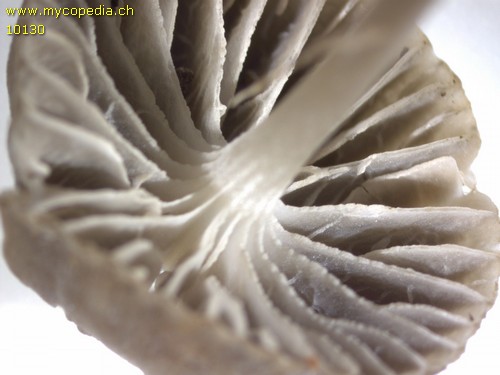 Mycena pseudopicta - 