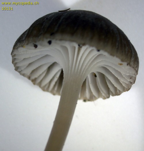 Mycena pseudopicta - 