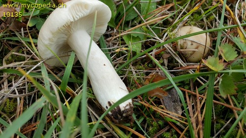 Russula sanguinea var. confusa - 