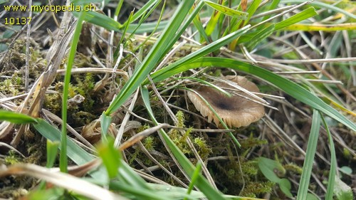 Entoloma carneogriseum - 