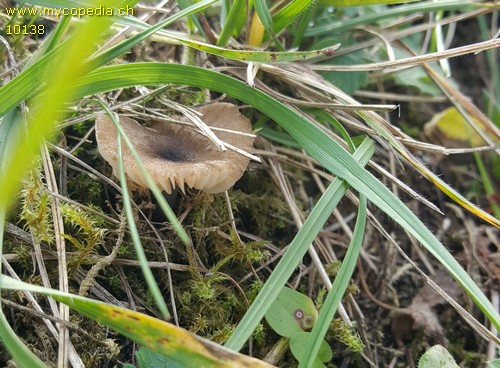 Entoloma carneogriseum - 