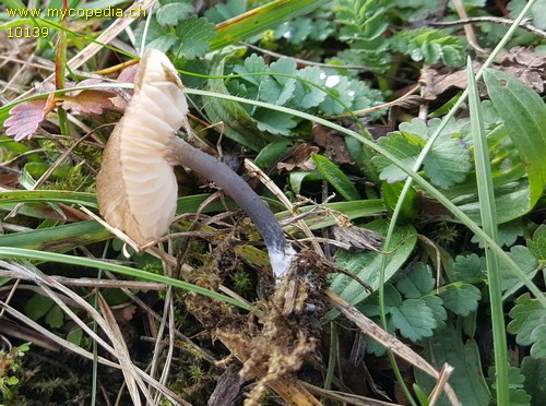 Entoloma carneogriseum - 