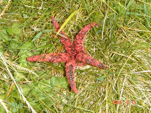 Clathrus archeri - 