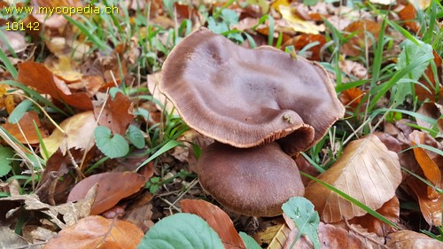 Cortinarius suberi - 