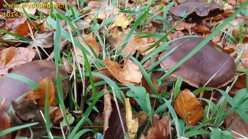 Cortinarius suberi - 