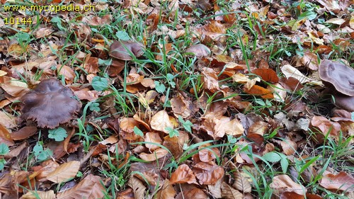 Cortinarius suberi - 