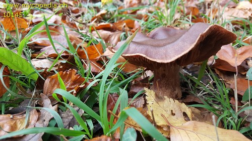 Cortinarius suberi - 