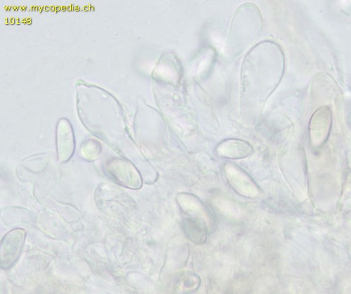 Lepiota subgracilis - 