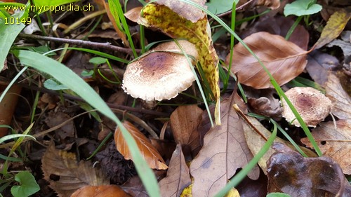 Lepiota subgracilis - 