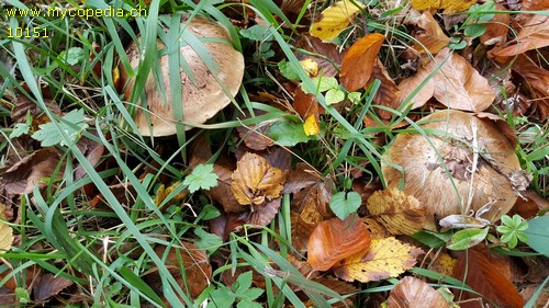 Cortinarius infractus - 