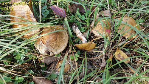 Cortinarius infractus - 