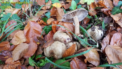 Cortinarius dionysae - 