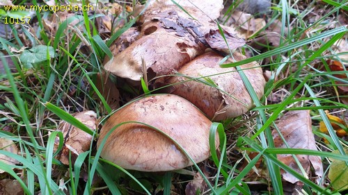 Cortinarius dionysae - 