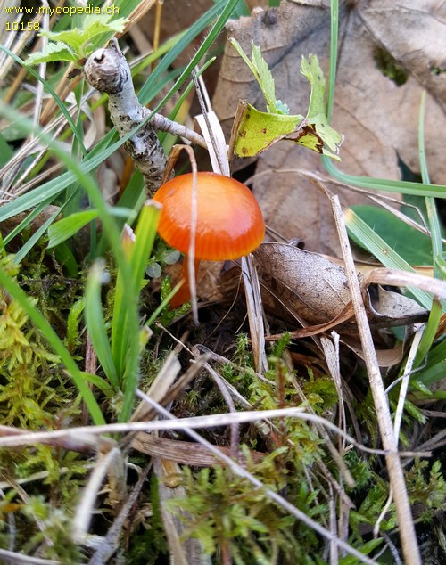 Hygrocybe miniata - 