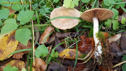 Cortinarius diabolicus - 