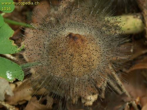 Mycena zephirus - 