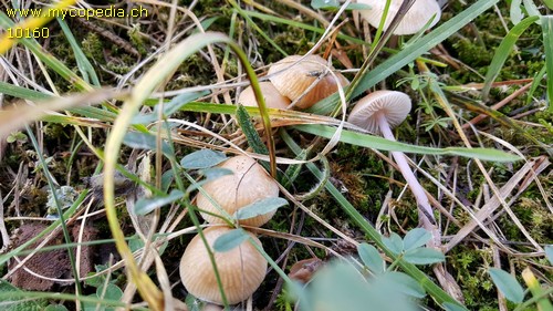 Mycena zephirus - 