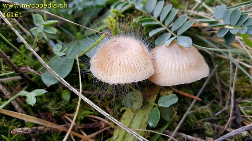 Mycena zephirus - 