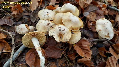 Hebeloma sacchariolens - 