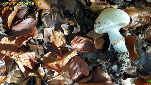 Lepiota ignivolvata - 