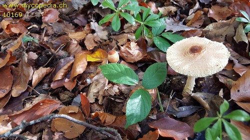 Lepiota magnispora - 