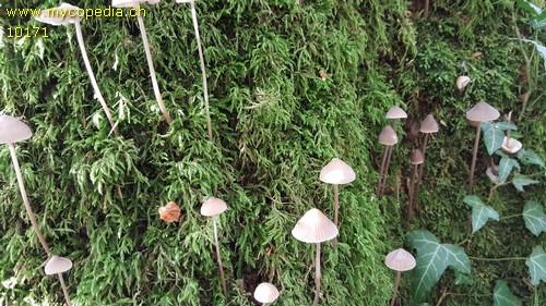 Mycena polygramma - 