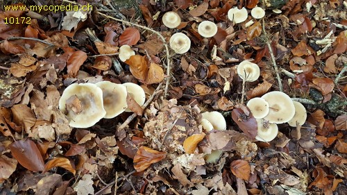 Rhodocollybia butyracea f. butyracea - 