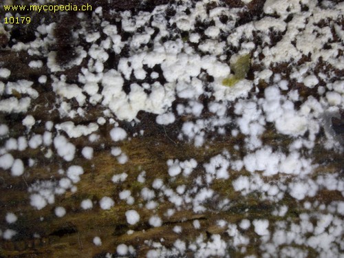 Anamorphe - 