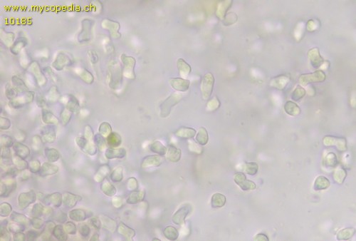 Anamorphe - Konidiosporen - 