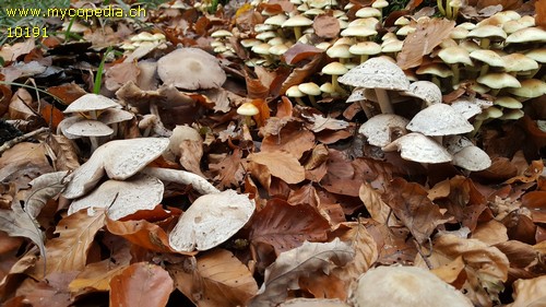 Psathyrella cotonea - 