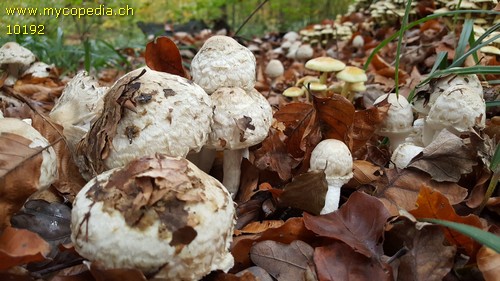 Psathyrella cotonea - 